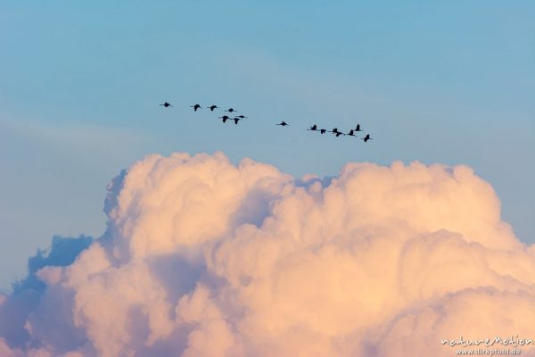 Kranich, Grauer Kranich, Grus grus, Kraniche  (Gruidae), Gruppe von Tieren fliegt in Formation zum Schlafplatz, im Hintergrund tiefliegende Cumuluswolke im roten Abendlicht, abendlicher Einflug, Linum, A nature document - not arranged nor manipulated, Rhinluch, Deutschland