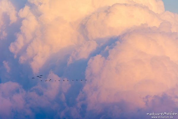 Kranich, Grauer Kranich, Grus grus, Kraniche  (Gruidae), Gruppe von Tieren fliegt in Formation zum Schlafplatz, im Hintergrund tiefliegende Cumuluswolke im roten Abendlicht, abendlicher Einflug, Linum, A nature document - not arranged nor manipulated, Rhinluch, Deutschland