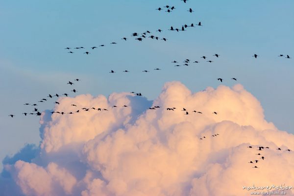 Kranich, Grauer Kranich, Grus grus, Kraniche  (Gruidae), Gruppe von Tieren fliegt in Formation zum Schlafplatz, im Hintergrund tiefliegende Cumuluswolke im roten Abendlicht, abendlicher Einflug, Linum, A nature document - not arranged nor manipulated, Rhinluch, Deutschland