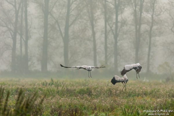 Kranich, Grauer Kranich, Grus grus, Kraniche  (Gruidae), morgendlicher Einflug auf die Äsungsflächen, nahe Bützsee, A nature document - not arranged nor manipulated, Rhinluch, Deutschland