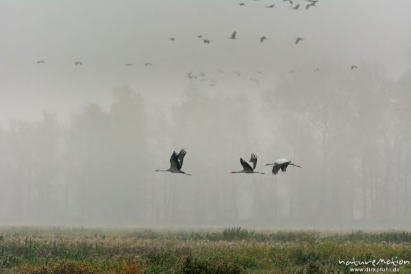 Kranich, Grauer Kranich, Grus grus, Kraniche  (Gruidae), morgendlicher Einflug auf die Äsungsflächen, nahe Bützsee, A nature document - not arranged nor manipulated, Rhinluch, Deutschland