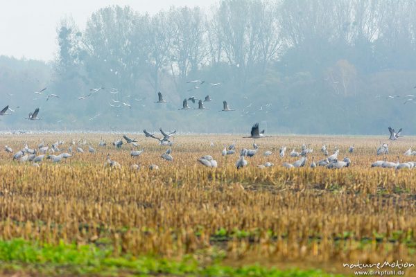 Kranich, Grauer Kranich, Grus grus, Kraniche  (Gruidae), morgendlicher Einflug auf die Äsungsflächen, nahe Bützsee, A nature document - not arranged nor manipulated, Rhinluch, Deutschland