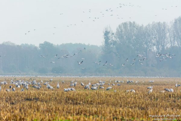 Kranich, Grauer Kranich, Grus grus, Kraniche  (Gruidae), morgendlicher Einflug auf die Äsungsflächen, nahe Bützsee, A nature document - not arranged nor manipulated, Rhinluch, Deutschland