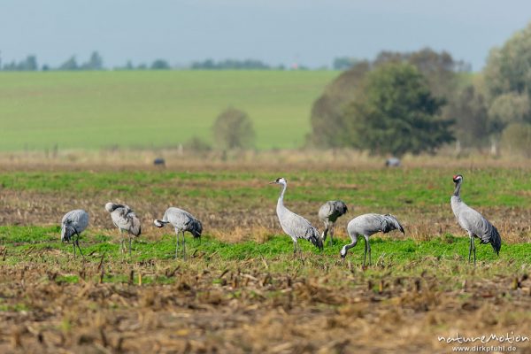 Kranich, Grauer Kranich, Grus grus, Kraniche  (Gruidae), Tiere auf Äsungsflächen, nahe Linum, A nature document - not arranged nor manipulated, Rhinluch, Deutschland