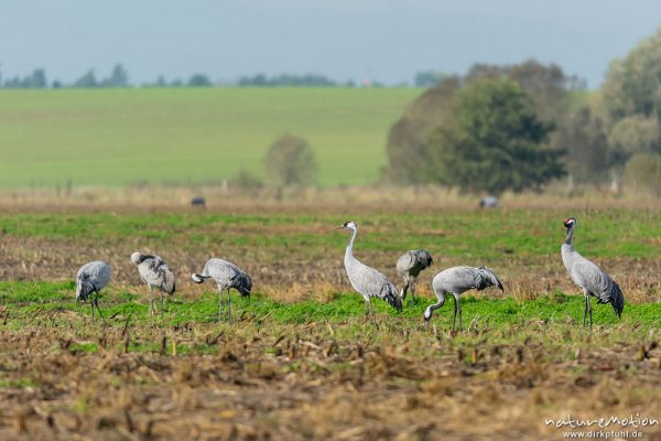 Kranich, Grauer Kranich, Grus grus, Kraniche  (Gruidae), Tiere auf Äsungsflächen, nahe Linum, A nature document - not arranged nor manipulated, Rhinluch, Deutschland