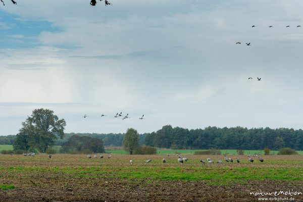 Kranich, Grauer Kranich, Grus grus, Kraniche  (Gruidae), Tiere auf Äsungsflächen, nahe Linum, A nature document - not arranged nor manipulated, Rhinluch, Deutschland