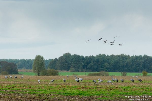 Kranich, Grauer Kranich, Grus grus, Kraniche  (Gruidae), Tiere auf Äsungsflächen, nahe Linum, A nature document - not arranged nor manipulated, Rhinluch, Deutschland