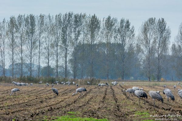 Kranich, Grauer Kranich, Grus grus, Kraniche  (Gruidae), Tiere auf Äsungsflächen, nahe Linum, A nature document - not arranged nor manipulated, Rhinluch, Deutschland