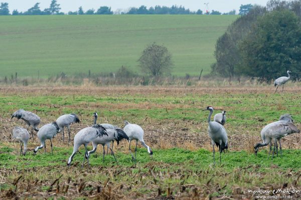 Kranich, Grauer Kranich, Grus grus, Kraniche  (Gruidae), Tiere auf Äsungsflächen, nahe Linum, A nature document - not arranged nor manipulated, Rhinluch, Deutschland