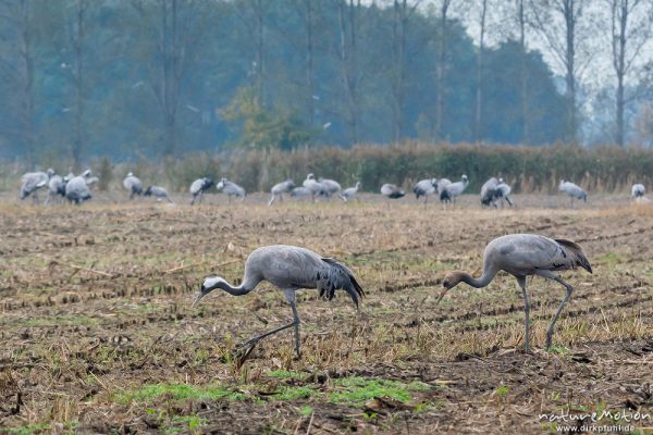 Kranich, Grauer Kranich, Grus grus, Kraniche  (Gruidae), Tiere auf Äsungsflächen, nahe Linum, A nature document - not arranged nor manipulated, Rhinluch, Deutschland