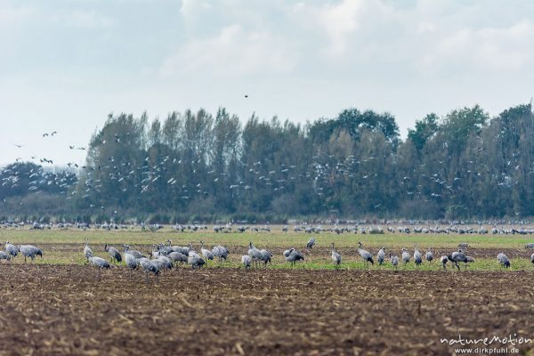 Kranich, Grauer Kranich, Grus grus, Kraniche  (Gruidae), Tiere auf Äsungsflächen, nahe Linum, A nature document - not arranged nor manipulated, Rhinluch, Deutschland