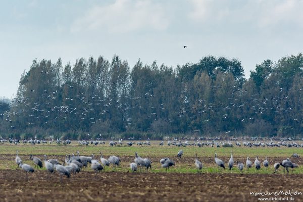 Kranich, Grauer Kranich, Grus grus, Kraniche  (Gruidae), Tiere auf Äsungsflächen, nahe Linum, A nature document - not arranged nor manipulated, Rhinluch, Deutschland