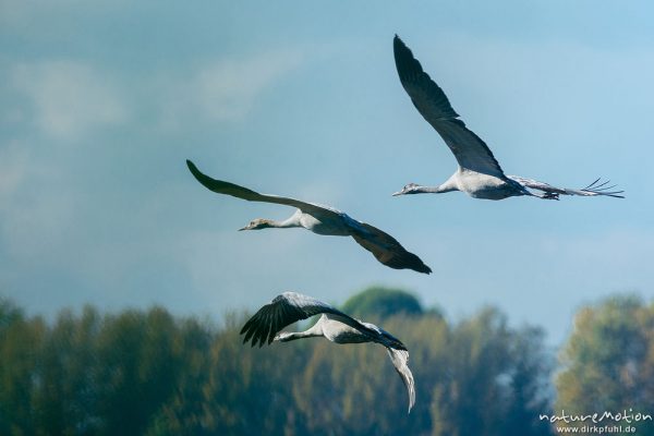 Kranich, Grauer Kranich, Grus grus, Kraniche  (Gruidae), Tiere im Flug, Äsungsflächen, nahe Linum, A nature document - not arranged nor manipulated, Rhinluch, Deutschland