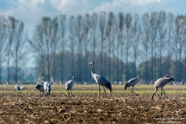 Kranich, Grauer Kranich, Grus grus, Kraniche  (Gruidae), Tiere auf Äsungsflächen, nahe Linum, A nature document - not arranged nor manipulated, Rhinluch, Deutschland