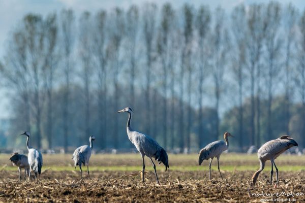 Kranich, Grauer Kranich, Grus grus, Kraniche  (Gruidae), Tiere auf Äsungsflächen, nahe Linum, A nature document - not arranged nor manipulated, Rhinluch, Deutschland