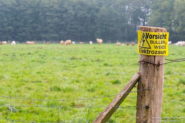 Schild "Vorsicht Bulenweise" an Elektrozaun, Bullen im Hintergrund, Altfriesack, Rhinluch, Deutschland