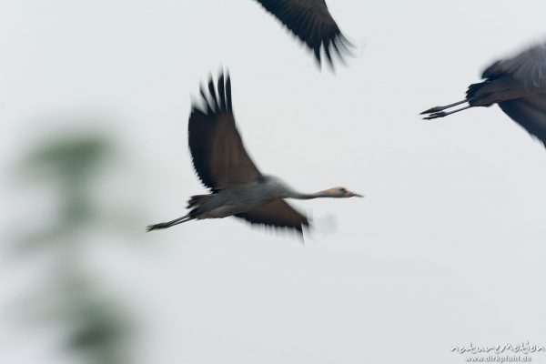 Kranich, Grauer Kranich, Grus grus, Kraniche  (Gruidae), Jungtier, Flug über Äsungsflächen, nahe Linum, A nature document - not arranged nor manipulated, Rhinluch, Deutschland