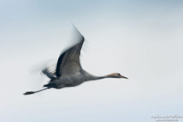 Kranich, Grauer Kranich, Grus grus, Kraniche  (Gruidae), Jungtier, Flug über Äsungsflächen, nahe Linum, A nature document - not arranged nor manipulated, Rhinluch, Deutschland