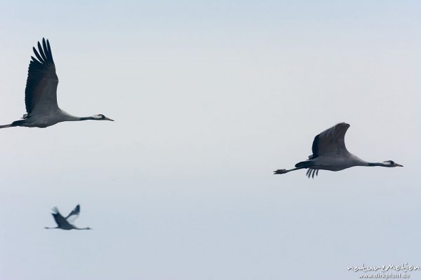 Kranich, Grauer Kranich, Grus grus, Kraniche  (Gruidae),  Flug über Äsungsflächen, nahe Linum, A nature document - not arranged nor manipulated, Rhinluch, Deutschland