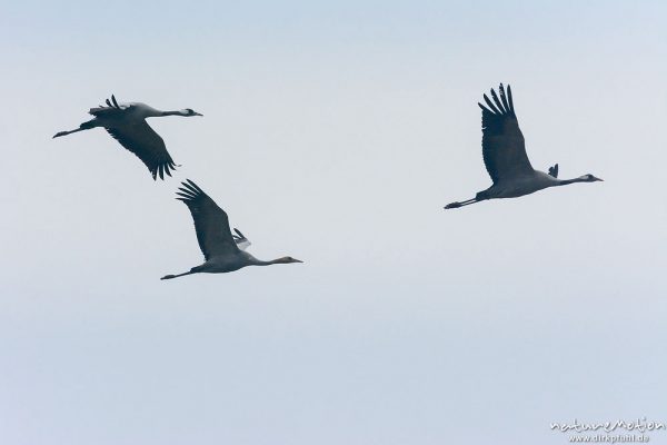 Kranich, Grauer Kranich, Grus grus, Kraniche  (Gruidae),  Flug über Äsungsflächen, nahe Linum, A nature document - not arranged nor manipulated, Rhinluch, Deutschland