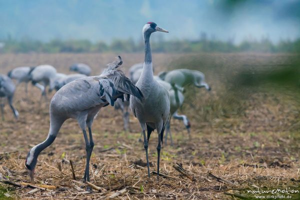 Kranich, Grauer Kranich, Grus grus, Kraniche  (Gruidae),  auf Äsungsflächen, nahe Linum, A nature document - not arranged nor manipulated, Rhinluch, Deutschland