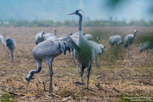 Kranich, Grauer Kranich, Grus grus, Kraniche  (Gruidae),  auf Äsungsflächen, nahe Linum, A nature document - not arranged nor manipulated, Rhinluch, Deutschland