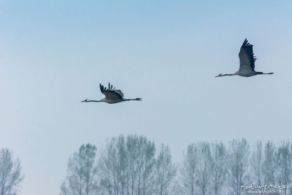 Kranich, Grauer Kranich, Grus grus, Kraniche  (Gruidae),  Flug über Äsungsflächen, nahe Linum, A nature document - not arranged nor manipulated, Rhinluch, Deutschland