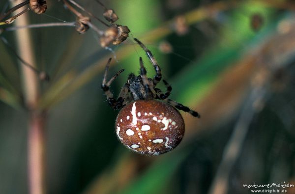 Vierfleck-Kreuzspinne, Araneus quadratus, Araneidae, Weibchen, im Netz, Göttingen, Deutschland