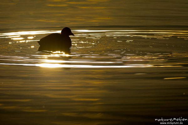 Bläßhuhn, Bläßralle, Fulica atra, Rallidae, schwimmend, Gegenlicht, A nature document - not arranged nor manipulated, Seeburger See, Deutschland