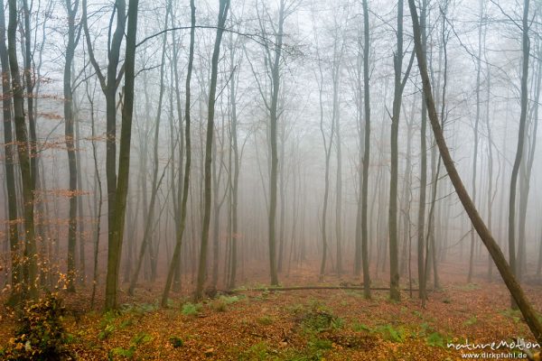 Herbstwald im Nebel, Kaufunger Wald, Hann. Münden, Deutschland