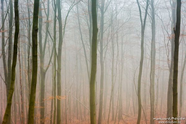 Herbstwald im Nebel, Kaufunger Wald, Hann. Münden, Deutschland