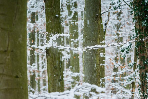 Schneefall im Buchenwald, Göttinger Wald, Göttingen, Deutschland