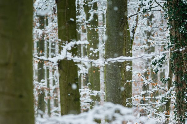 Schneefall im Buchenwald, Göttinger Wald, Göttingen, Deutschland