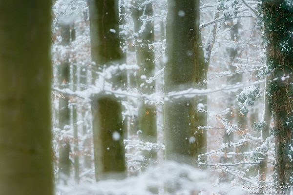 Schneefall im Buchenwald, Göttinger Wald, Kombination aus zwei Bildern scharf/unscharf, Göttingen, Deutschland