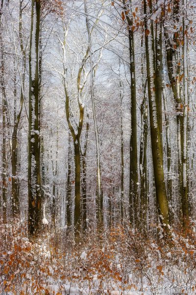 Winterwald, Buchenstämme mit Schneekante, Göttinger Wald, Kombination aus zwei Bildern scharf/unscha, Göttingen, Deutschland