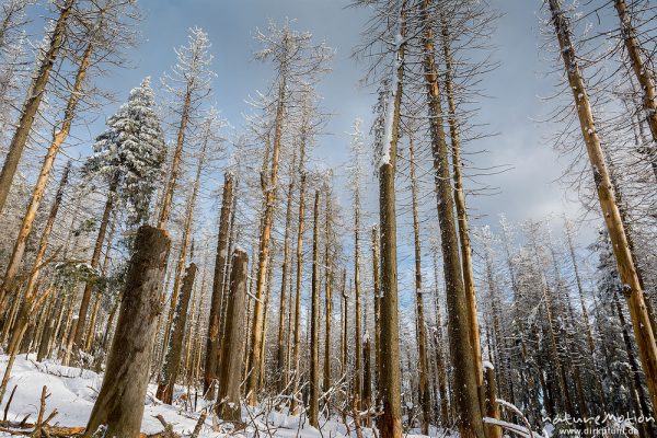 abgestorbene Fichten, teilweise mit Schnee bedeckt oder Eis überzogen, Brocken, Westhang, Harz, Deutschland