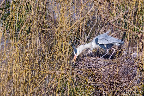 Graureiher, Ardea cinerea, Ardeidae, Brutkolonie, Levinscher Park, A nature document - not arranged nor manipulated, Göttingen, Deutschland