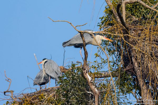 Graureiher, Ardea cinerea, Ardeidae, Brutkolonie, Levinscher Park, A nature document - not arranged nor manipulated, Göttingen, Deutschland