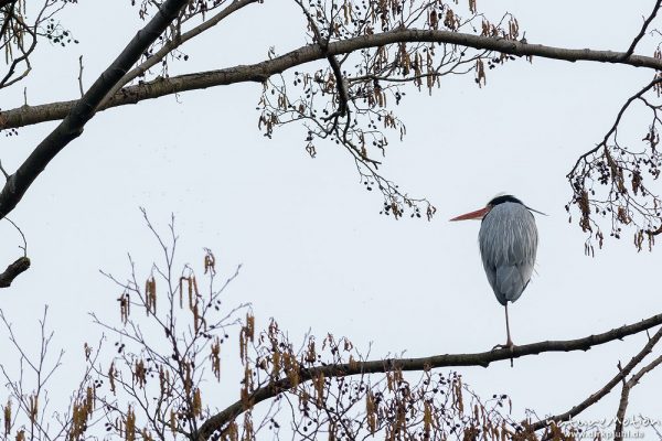 Graureiher, Ardea cinerea, Ardeidae, einzelnes Tier sitzt auf Ast, Brutkolonie im Levinschen Park, A nature document - not arranged nor manipulated, Göttingen, Deutschland