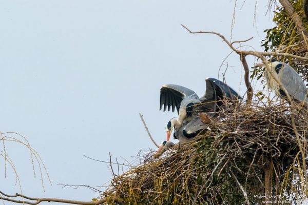 Graureiher, Ardea cinerea, Ardeidae, Paarung, Brutkolonie im Levinschen Park, A nature document - not arranged nor manipulated, Göttingen, Deutschland