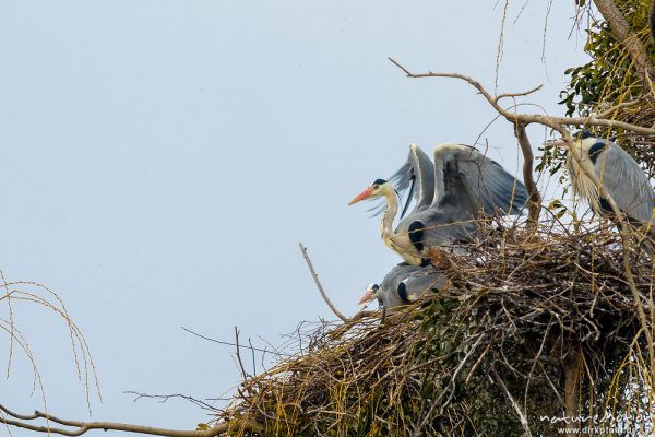 Graureiher, Ardea cinerea, Ardeidae, Paarung, Brutkolonie im Levinschen Park, A nature document - not arranged nor manipulated, Göttingen, Deutschland