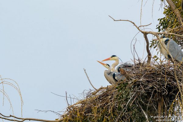 Graureiher, Ardea cinerea, Ardeidae, Paarung, Brutkolonie im Levinschen Park, A nature document - not arranged nor manipulated, Göttingen, Deutschland