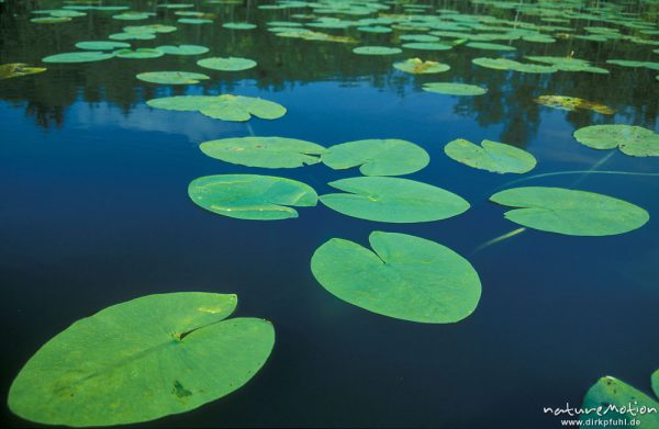 Seerosenblätter, Nymphaea alba, Kotzower See, Mecklenburger Seen, Deutschland