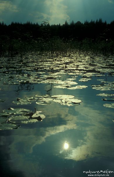 Seerosenblätter, Nymphaea alba, See, Himmel spiegelt sich auf Wasseroberfläche, Kotzower See, Mecklenburger Seen, Deutschland