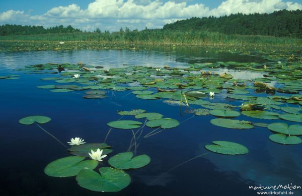 Seerosen, Nymphaea alba, auf See, Kotzower See, Wasseroberfläche, Wolken, Mecklenburger Seen, Deutschland
