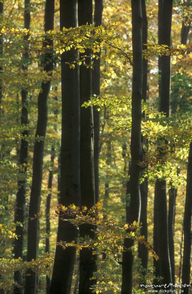 Buchen mit Herbstlaub, Göttinger Wald, Göttingen, Deutschland