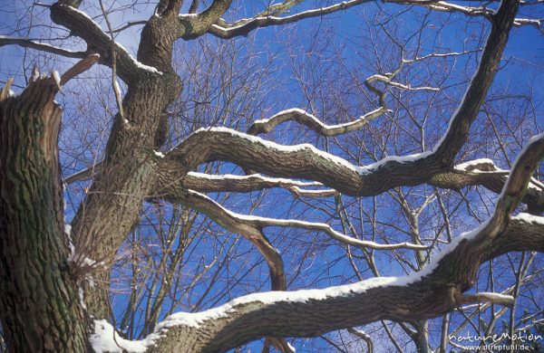 schneebedeckte Zweige vor blauem Himmel, Esche, Fraxinus excelsior, Göttinger Wald, Göttingen, Deutschland