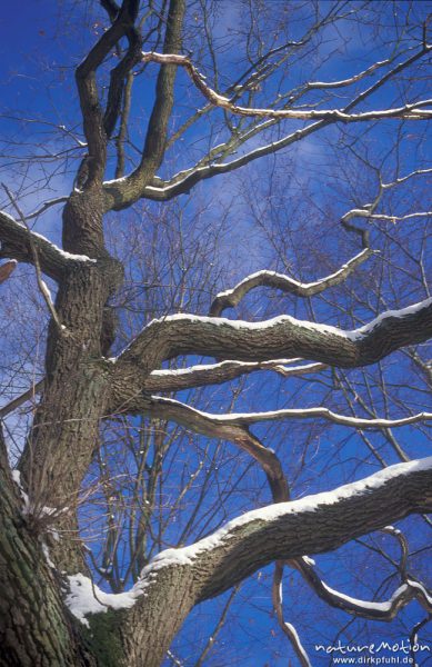 schneebedeckte Zweige vor blauem Himmel, Esche, Fraxinus excelsior, Göttinger Wald, Göttingen, Deutschland