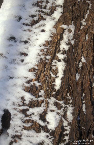 Esche, Fraxinus excelsior, Borke mit Schneeanwehung, Göttinger Wald, Göttingen, Deutschland