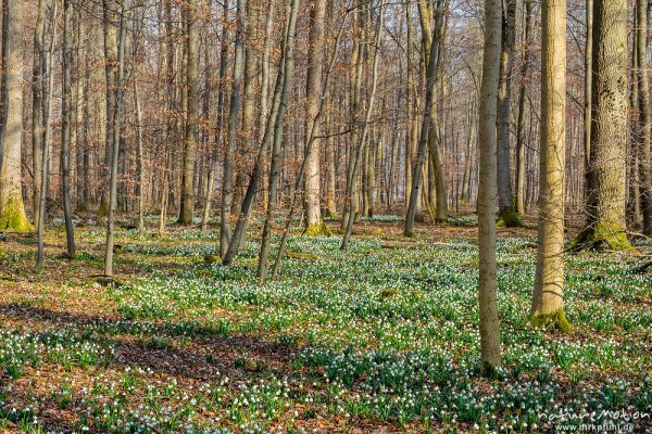 Märzenbecher, Leucojum vernum, Amaryllidaceae, dichter Bestand blühender Pflanzen im Buchenwald, Leinebusch, A nature document - not arranged nor manipulated, Göttingen, Deutschland